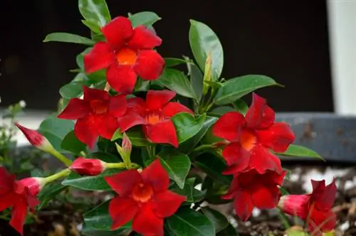 Overwinter Mandevilla buiten