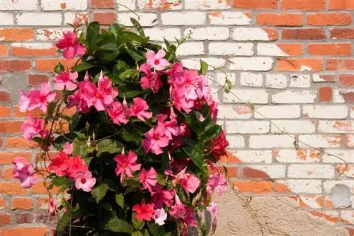 Mandevilla perennial