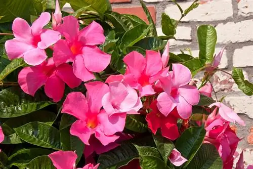 Fertilize Mandevilla