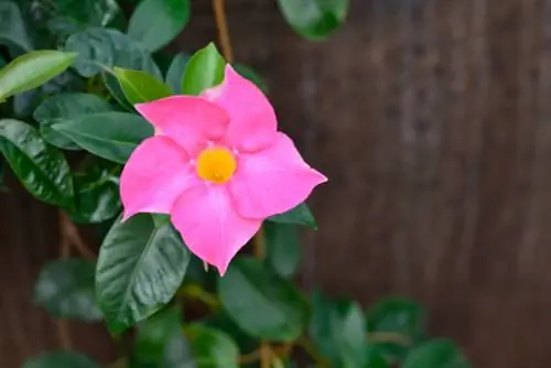 Mandevilla pyramide