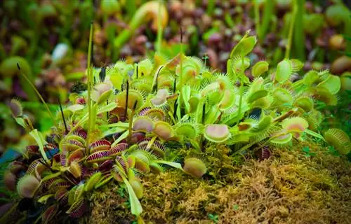 Venus Flytrap: Harvest flowers and seeds successfully