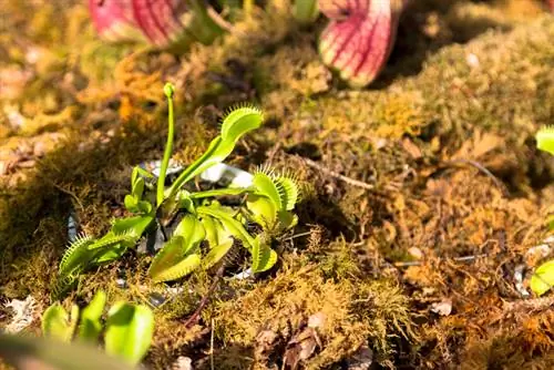 Verwyder Venus vlieëvanger blomme