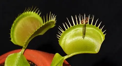 Nutrisi penangkap lalat Venus