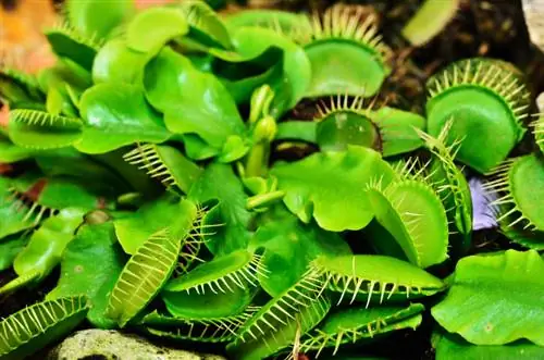 Uenezi wa Venus flytrap