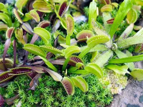 Verzorging van de Venus Flytrap: hoe je hem op de juiste manier water geeft