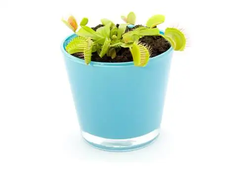 Venus flytrap: harvest and propagate seeds correctly