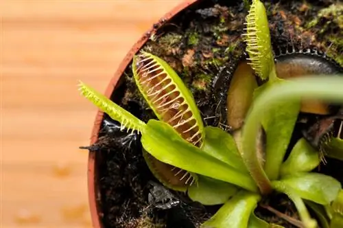 Venus flytrap hloov xim