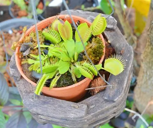 „Venus Flytrap“reikalavimai