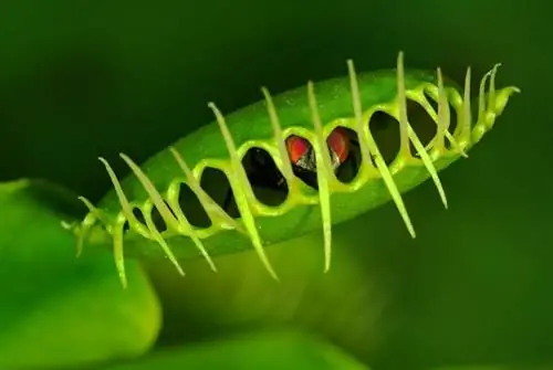 Venus flytrap characteristics Venus flytrap characteristics