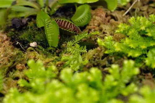 Bagaimana untuk menguasai penjagaan terarium untuk perangkap lalat Venus anda