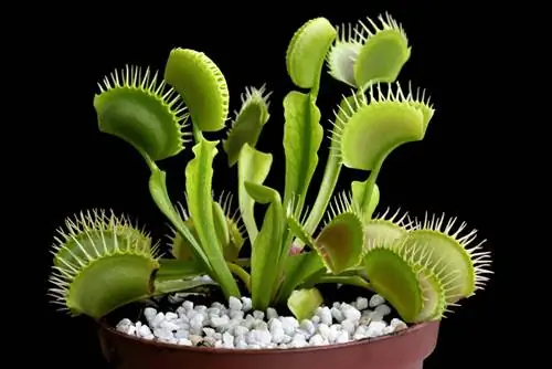 Venus flytrap cultivation