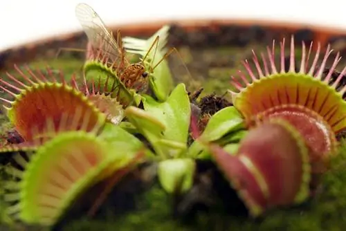 Carnivorous plants representative varieties