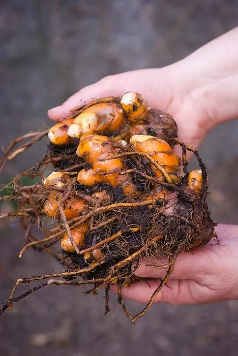 Svernamento della curcuma: consigli e suggerimenti per piante sane