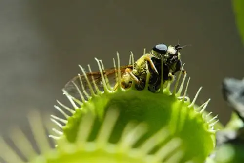 Karnivore plante: selfvoorsiening in die huishouding