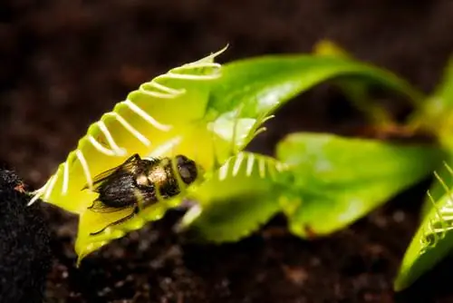 Conservez des plantes carnivores