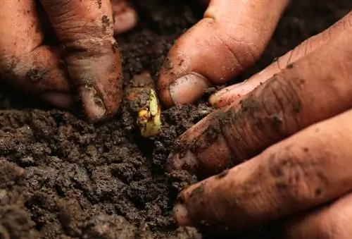 Cultivar cúrcuma con éxito: elegir un lugar, cuidar y cosechar