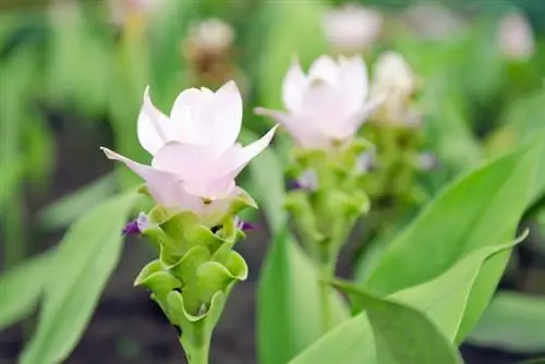 Cuidados de la cúrcuma: consejos para unas plantas sanas y magníficas