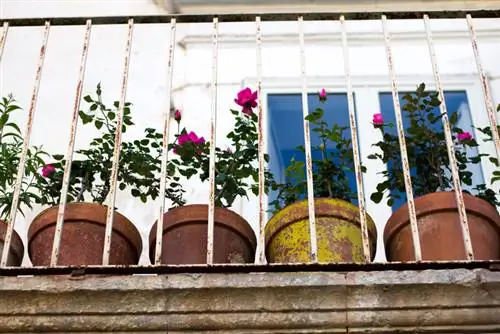 Rose sul balcone: funzionerà sicuramente