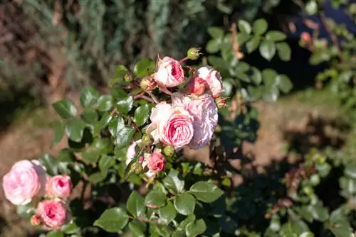 Les roses poussent à peine