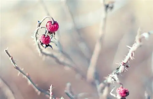 Rosas na adega de inverno