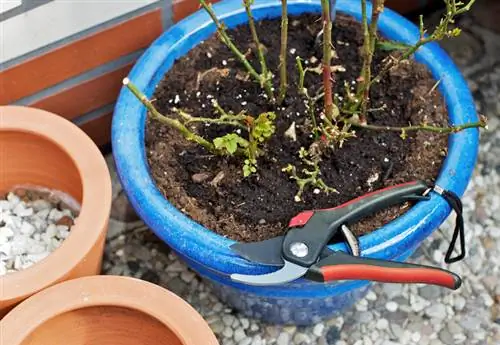 Overwinter roses in pots