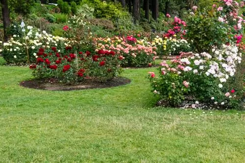 Design rose beds