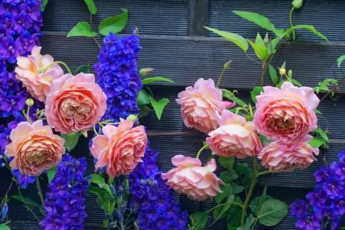 Dissenya un llit de roses amb plantes perennes: les combinacions més boniques