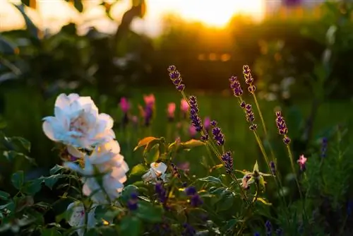 rosas y lavanda