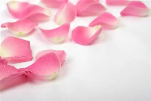 Usare i petali di rosa: idee creative e deliziose ricette