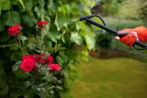 Rozenbladwesp: detecteren, voorkomen en effectief bestrijden