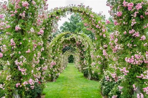 Plantar arcos de rosas.