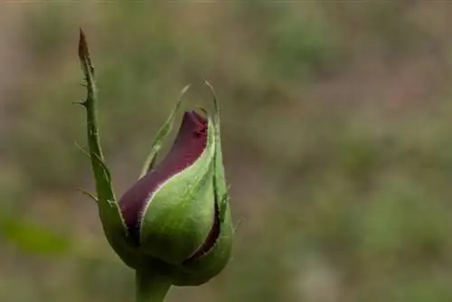 Rose tidak terbuka