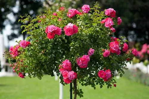 Rose trees in the garden: tips for care and design