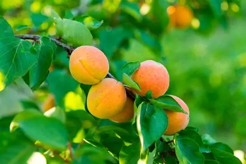 Specie della famiglia delle rose: scopri la diversità nel tuo giardino