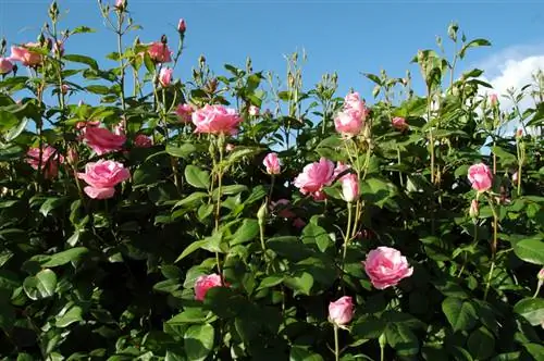 Seto de rosas como protección visual: elección de variedad, instrucciones y cuidados