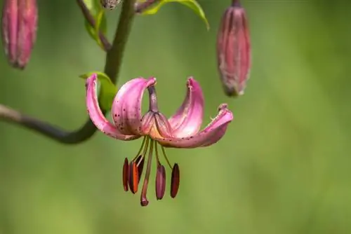 Planting Turkish lily: location, planting time & instructions