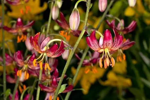 Lys turc : Soin idéal pour des fleurs luxuriantes