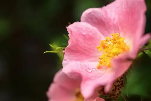 Características de las rosáceas