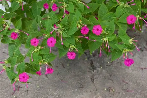 Overwintering the miracle flower: Ganito ang pananatili nito sa loob ng ilang taon