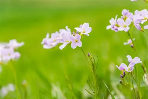 Meadowfoam: Paikkavinkkejä reheville kukille