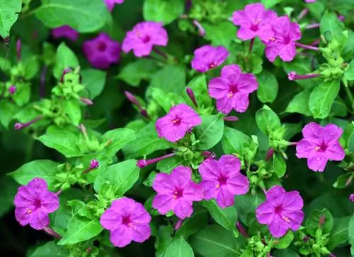 Colorful Japanese miracle flower: How to plant it successfully