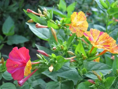 Ubicación de Wunderblume: cómo encontrar el lugar perfecto