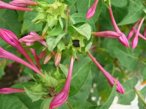 Es muy fácil pasar el invierno en la flor milagrosa japonesa