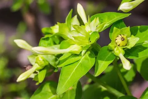 Plant mirakelblomsten ud