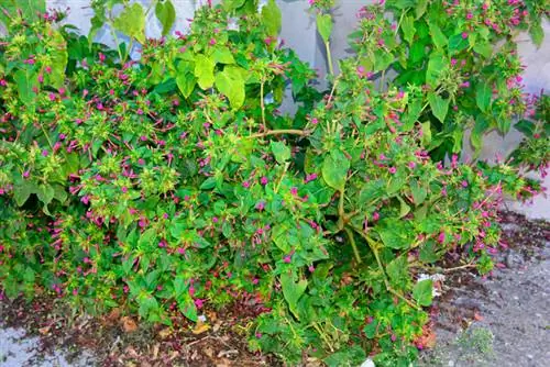 Overvintring af den japanske mirakelblomst: Sådan fungerer det