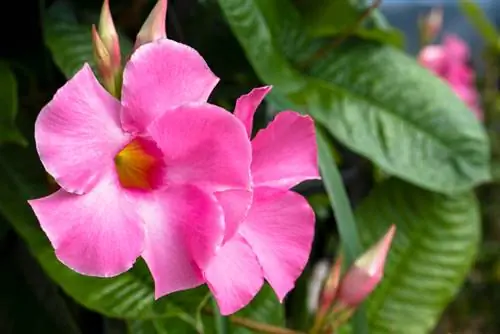 Mandevilla sykdommer