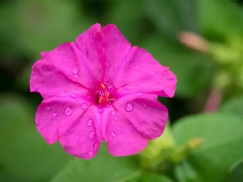 Flor milagrosa en invierno: segura durante la estación fría