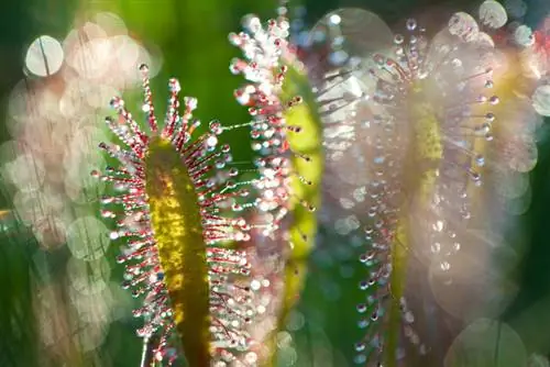 Plantas carnívoras aquáticas