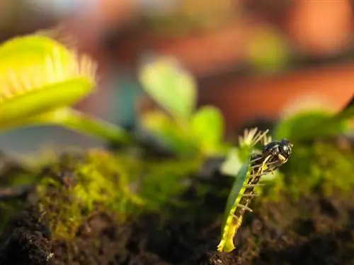 Substrat per a plantes carnívores