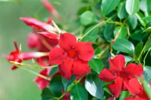 Varietas Mandevilla